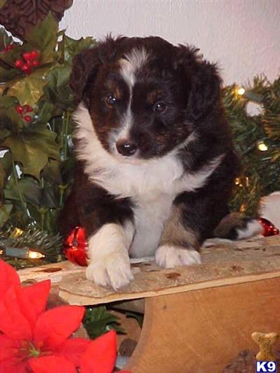 Miniature Australian Shepherd Puppies for Sale